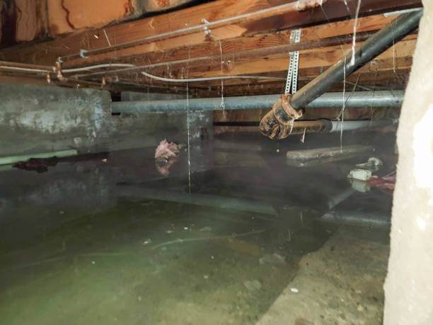 Best Water damage restoration mold remediation  in Aquia Harbour, VA